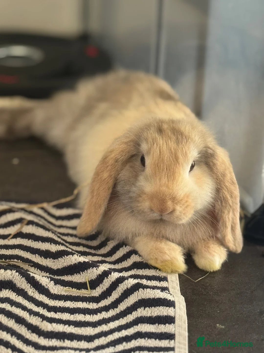 Mini Lop rabbits for sale: Mini Lop Buck for rehoming in Liskeard - Advert 1