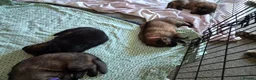 German Shepherd dogs for sale: Beautiful GSD puppies - Advert 12