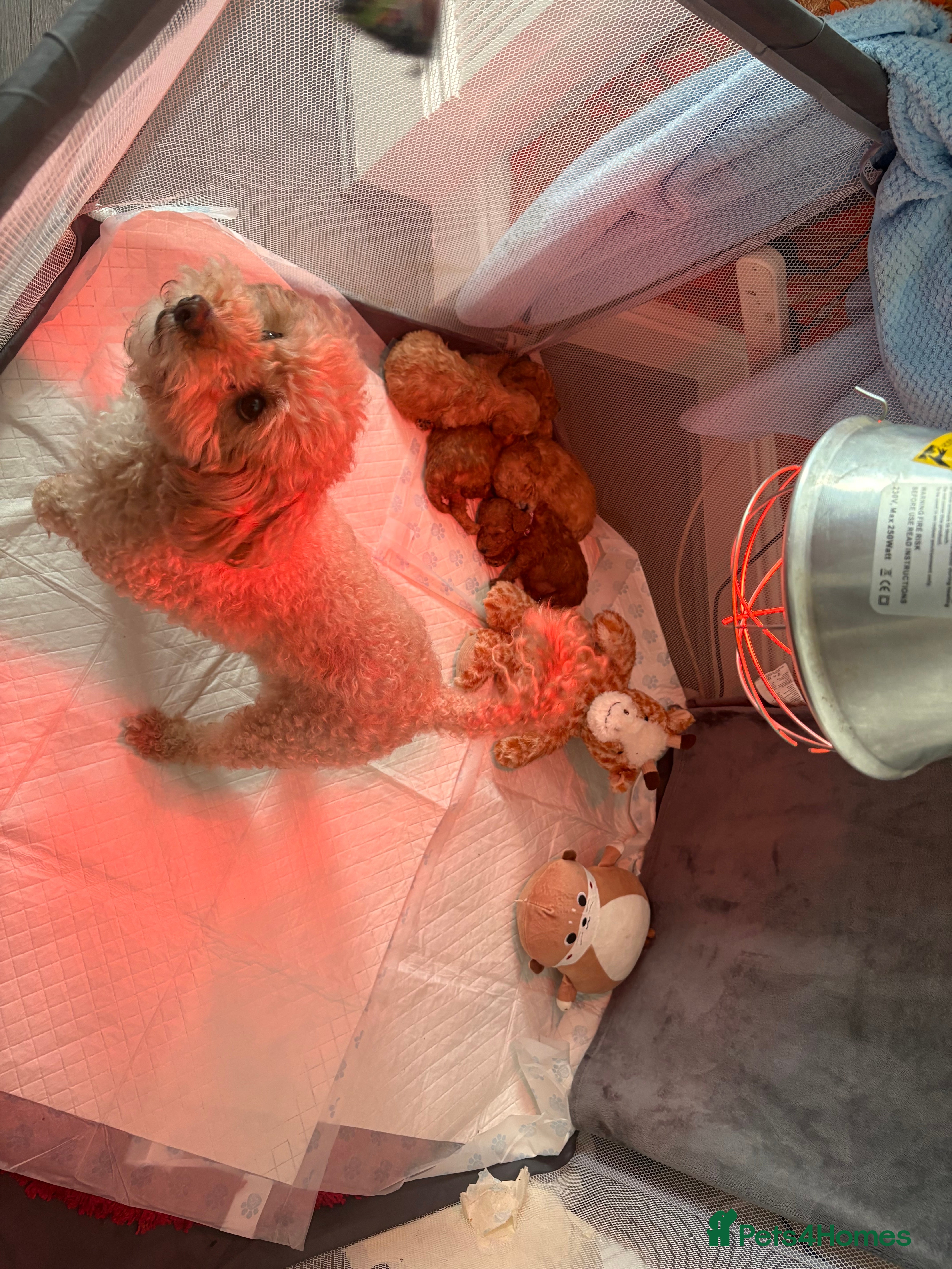 Cockapoo dogs Adorable Cockapoo puppies 🐶🐾 - Advert 2