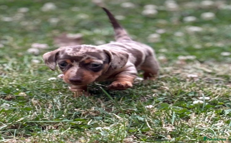 Dachshund dogs - Advert 1
