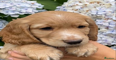 Cocker Spaniel dogs - Advert 13