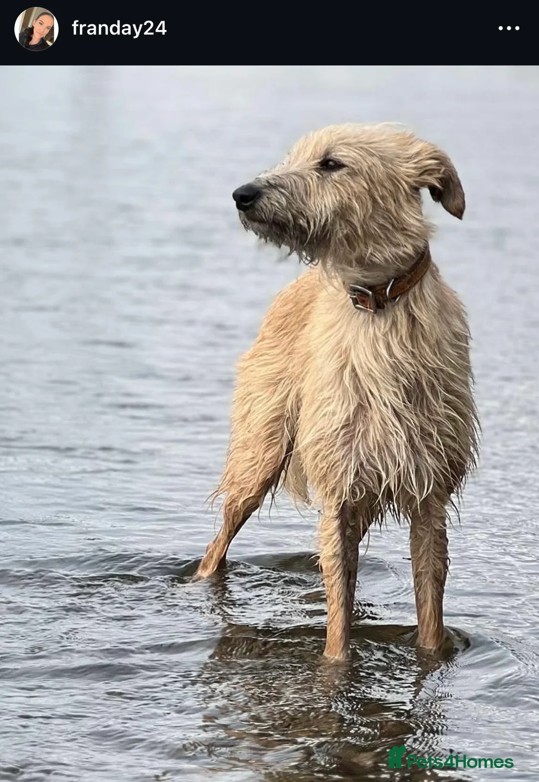 Mixed Breed dogs for sale: Bedlington whippets  - Advert 2