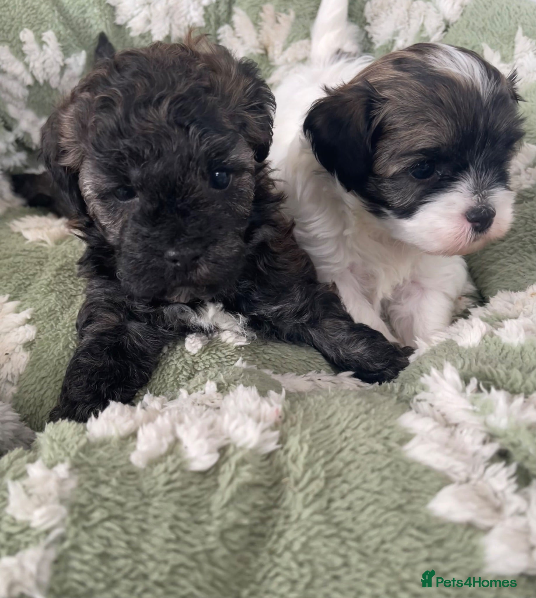 Shihpoo dogs Two Super Cute Shihpoo Pups For Sale  - Advert 3