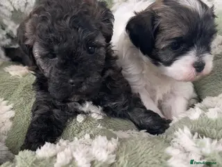 Shihpoo dogs Two Super Cute Shihpoo Pups For Sale - Advert 9