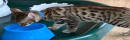 Savannah cats for sale: Male Savannah kitten  - Advert 4