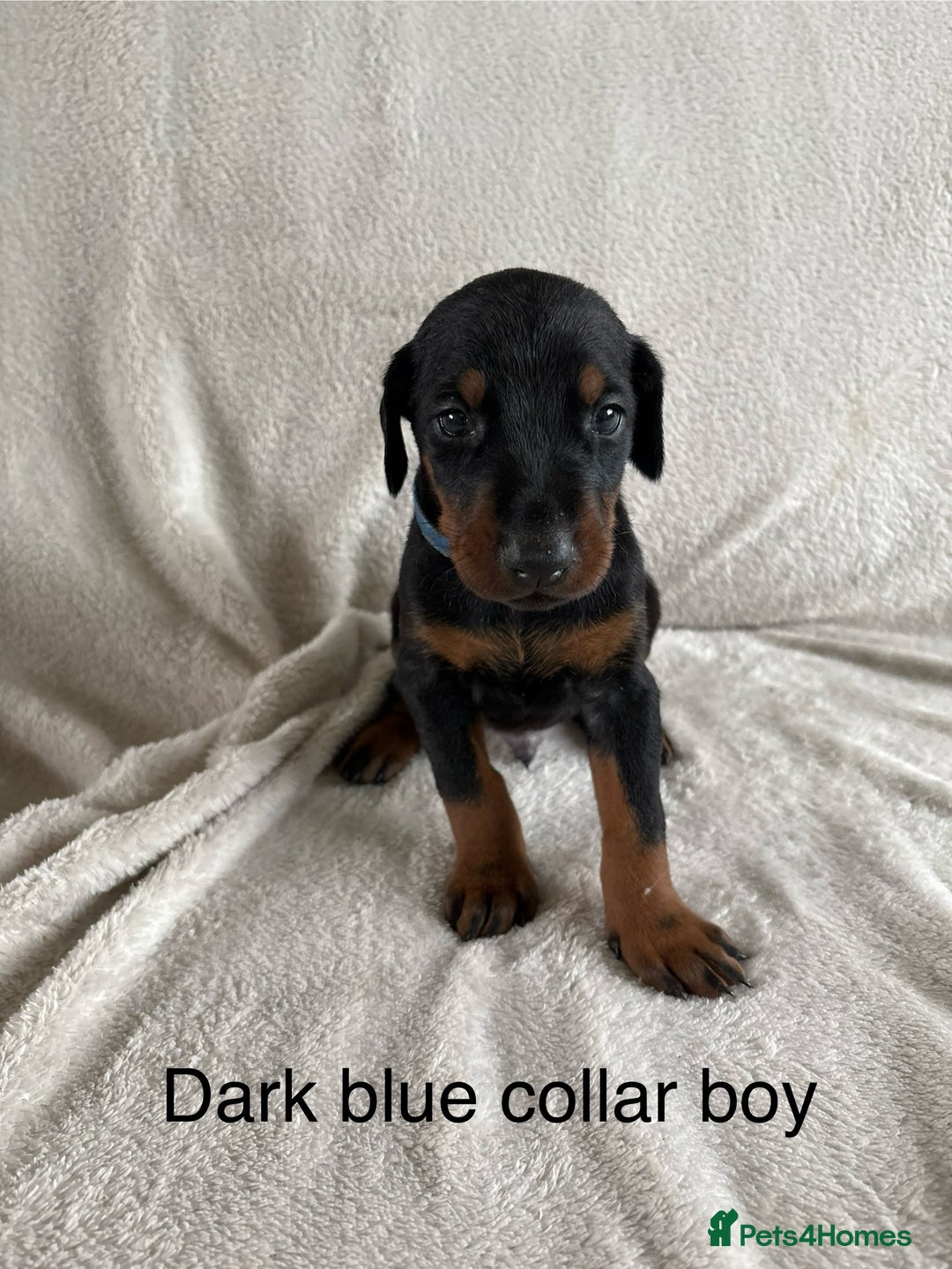 Dobermann dogs for sale: Beautiful European KC reg Doberman Puppies - Image 20