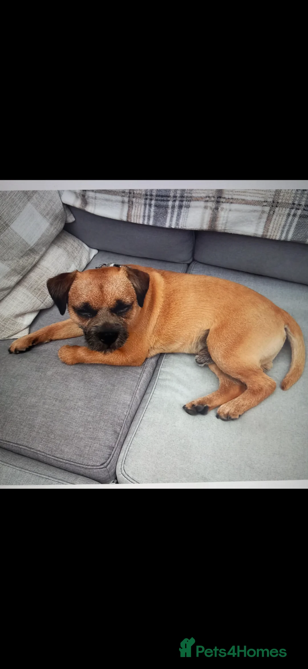 Border Terrier dogs for stud: KC registered border terrier for stud  - Advert 1