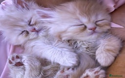 Persian cats for sale: exotic doll face, Persians - pedigree parents - Image 2