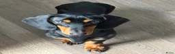 Dachshund dogs for sale: Stunning Dachshund Looking For Forever Home - Advert 2