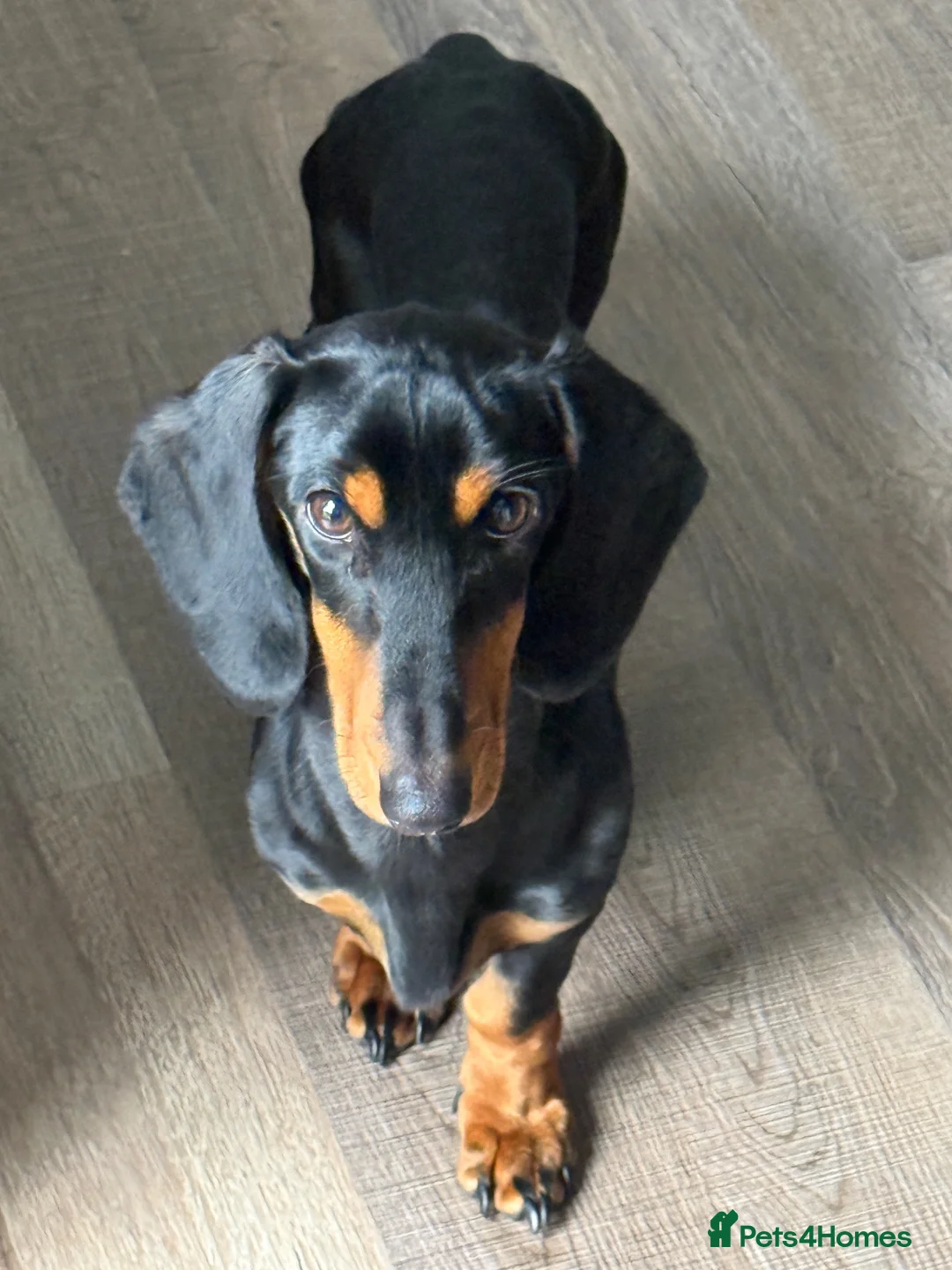 Dachshund dogs for sale: Stunning Dachshund Looking For Forever Home - Advert 2
