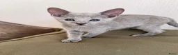 Russian Blue cats for sale: TICA Registered Russian Blue Kittens - Advert 17