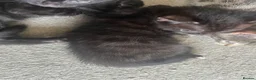 Bengal cats for sale: Beautiful kittens  - Advert 17