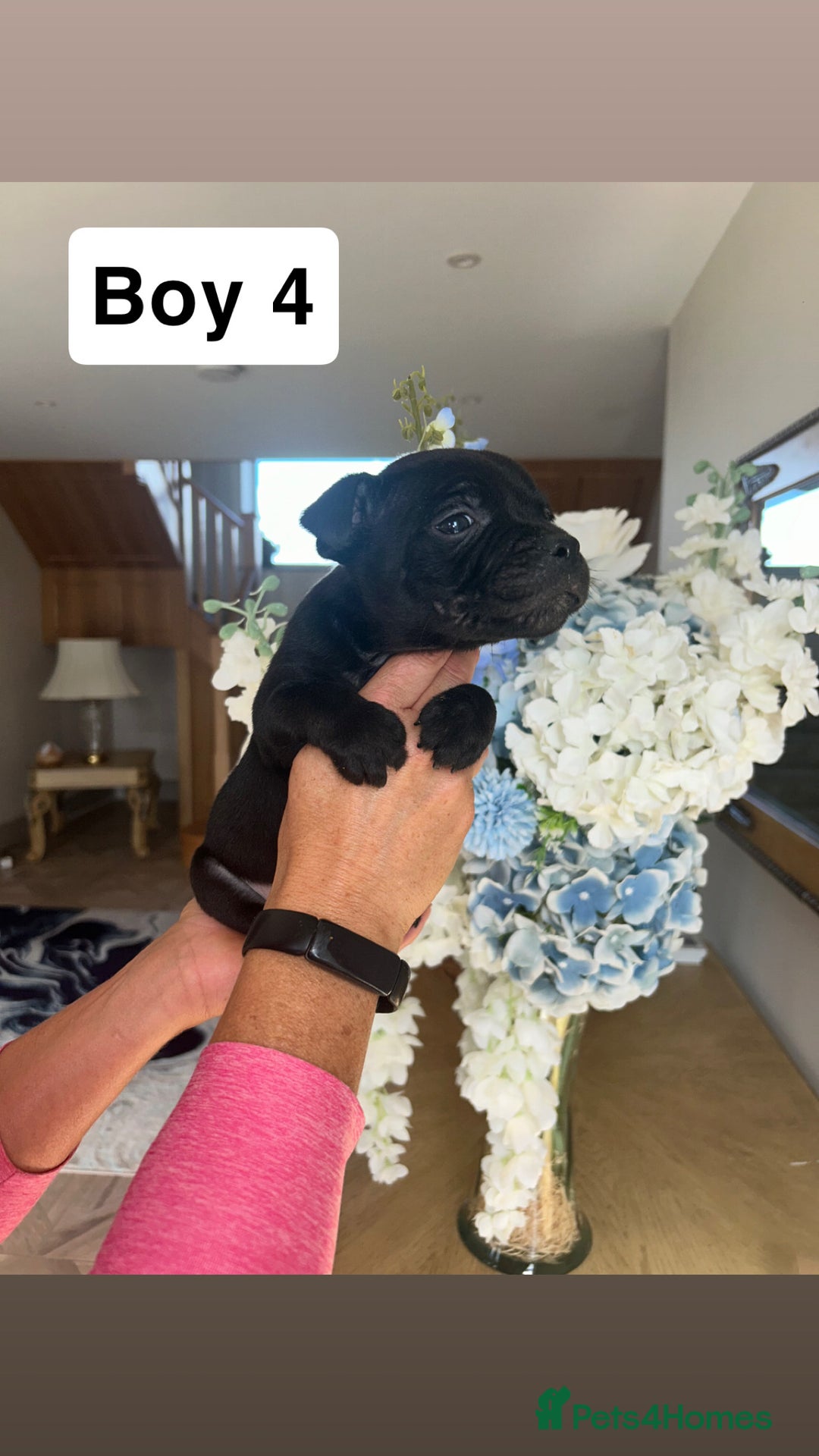 Staffordshire Bull Terrier dogs for sale: Beautiful staffordshire bull terrier puppies  - Image 22