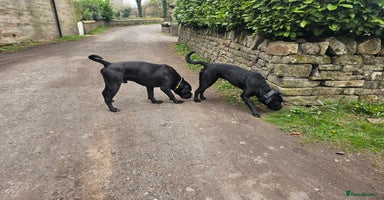 Cane Corso dogs - Advert 8
