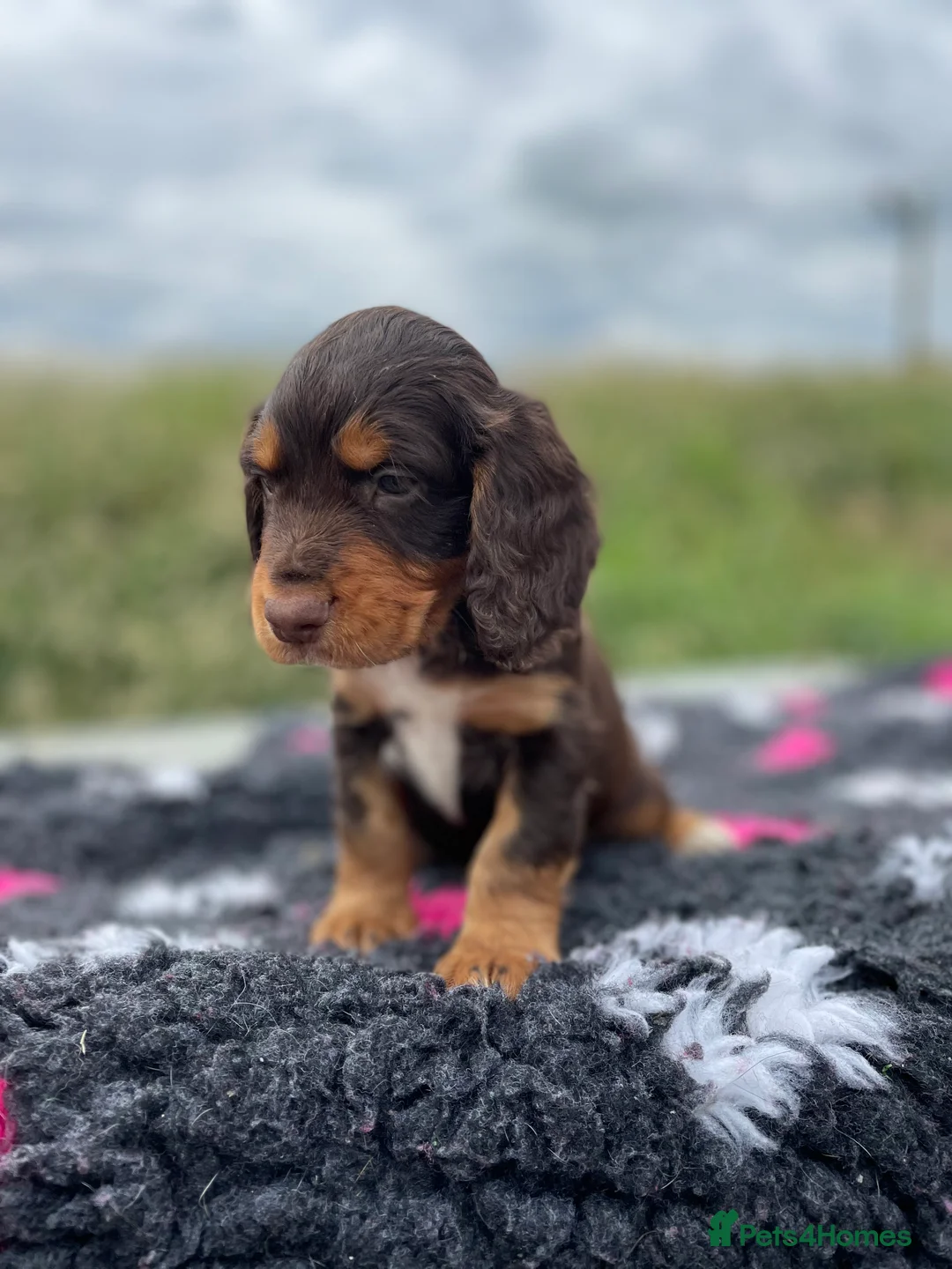 Cocker Spaniel dogs for stud: Small Health Tested KC liver and tan Cocker Stud in Harrogate - Advert 17