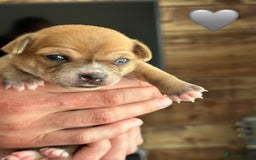 Chihuahua dogs for sale: 6 Gorgeous Chihuahua Puppies 🐶💙🩷🩷🩷🩷💙  - Image 31