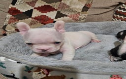 French Bulldog dogs for sale: 🩷 2 Female French Bulldog Puppies – 8 Weeks 🩷 - Advert 7