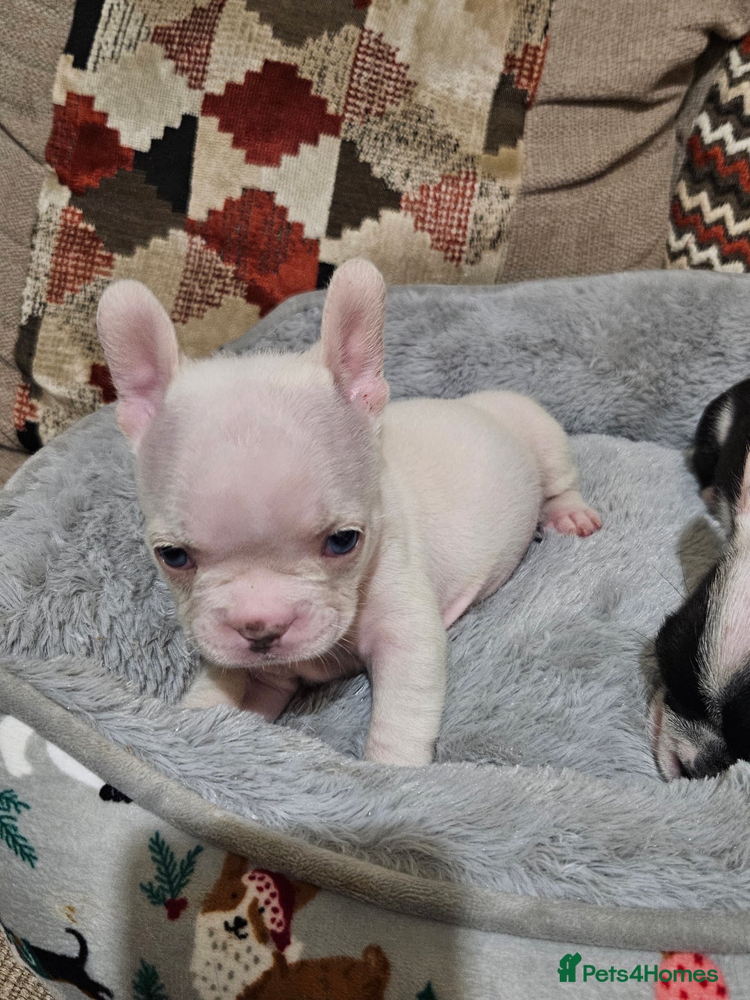 French Bulldog dogs for sale: 🩷 2 Female French Bulldog Puppies – 8 Weeks 🩷 - Advert 7