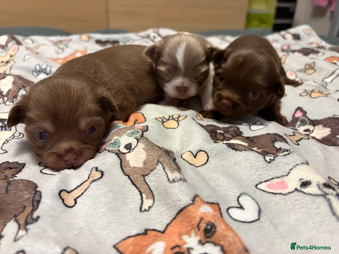 Chihuahua dogs for sale: One solid chocolate female chihuahua left!! ⭐️⭐️⭐️ - Advert 33