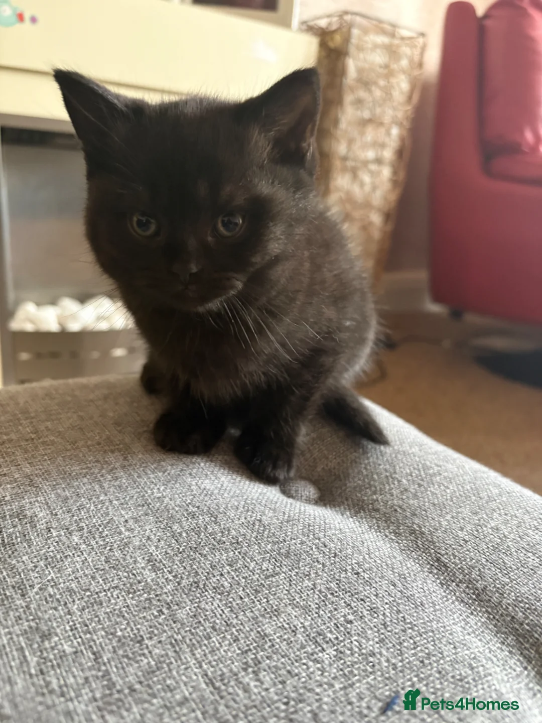 Mixed Breed cats for sale: 3 British short hair mix  in Westcliff-on-Sea - Advert 2