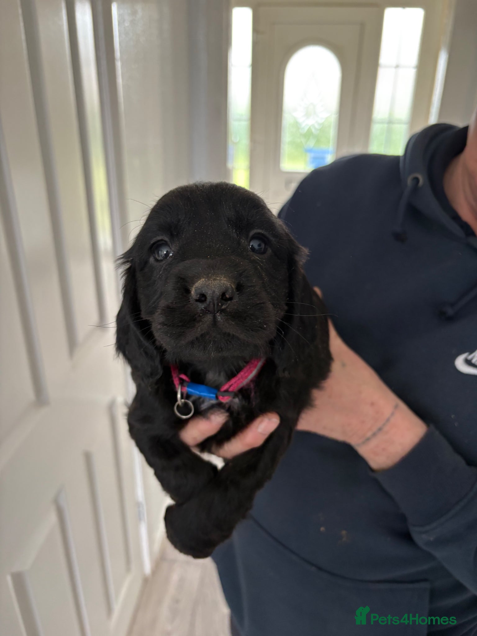 Sprocker dogs Sproker - Advert 7