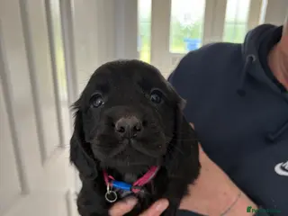 Sprocker dogs Sproker - Advert 7