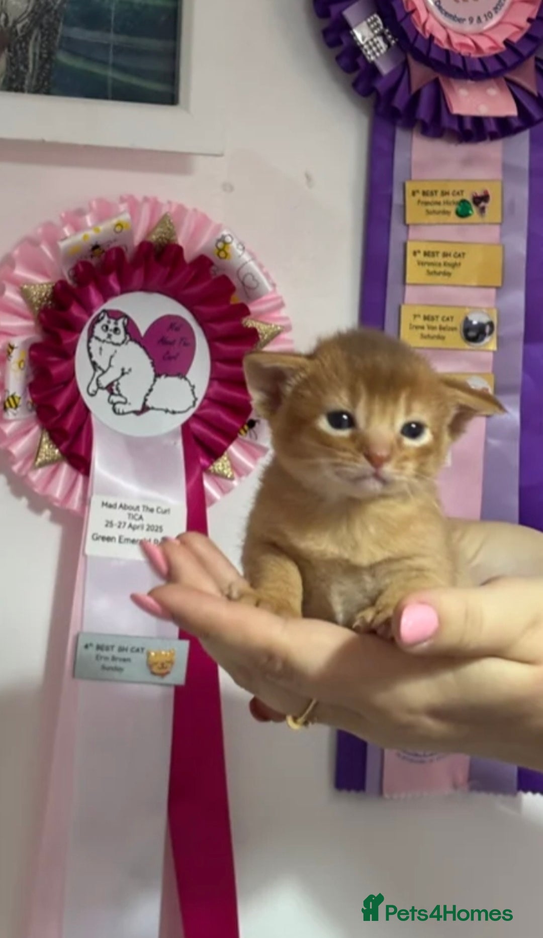 Abyssinian cats for sale: QUEEN ABYSSINIAN READY FOR STUD NOW - Advert 7