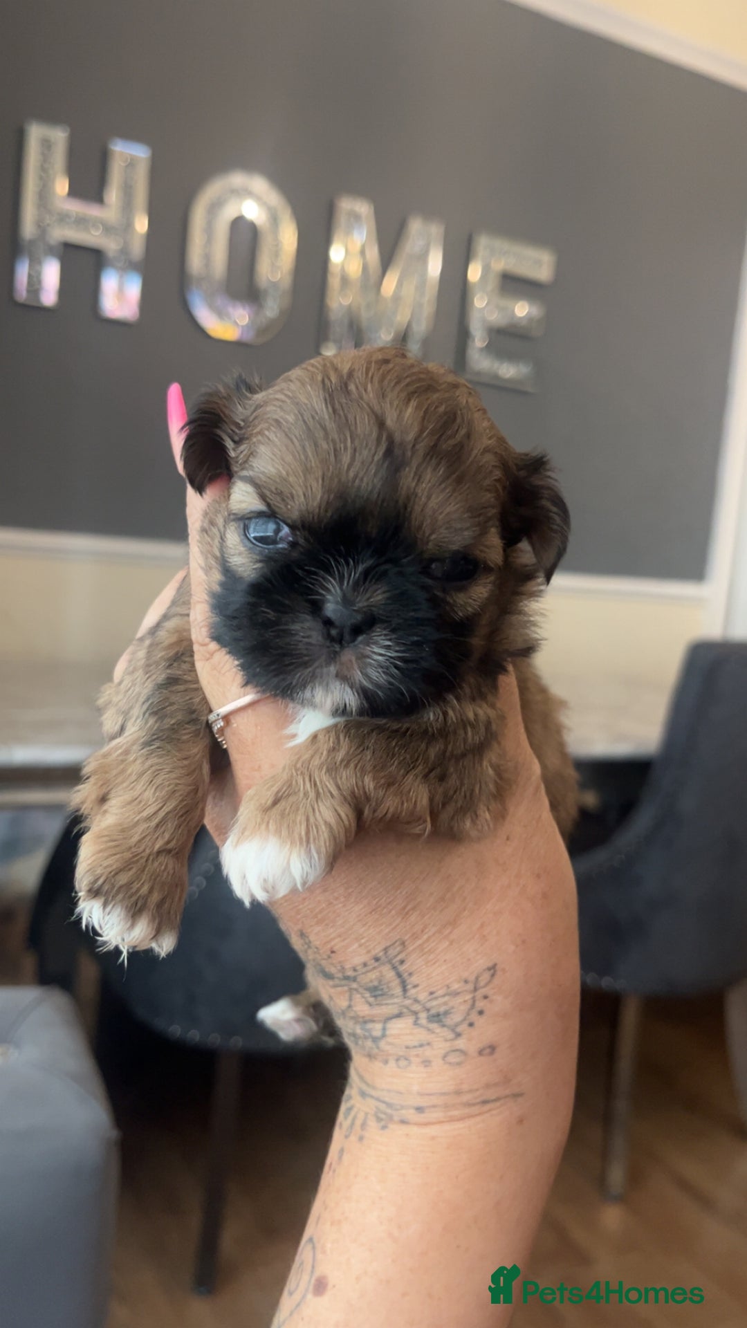 Shih Tzu dogs for sale: Cream and chocolate imperial shih tzu pups - Image 10