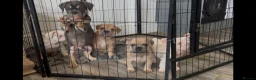 French Bulldog dogs for sale: French bulldog pink puppies for sale  - Advert 2