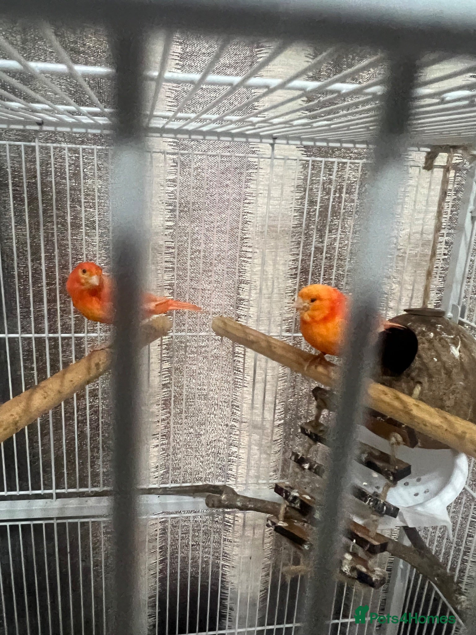 Canaries birds Red Factor Canaries Pair - Advert 1