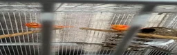 Canaries birds for sale: Red Factor Canaries Pair - Advert 1