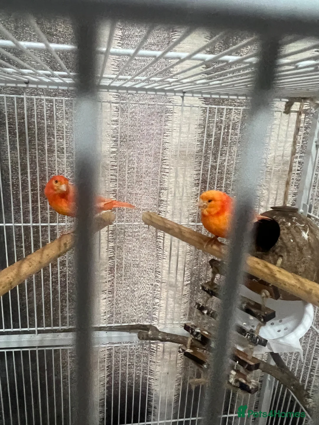 Canaries birds for sale: Red Factor Canaries Pair - Advert 1