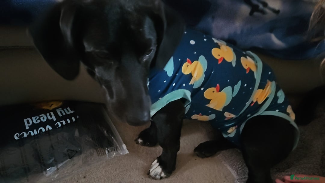 Mixed Breed dogs for sale: 5* home - Advert 4