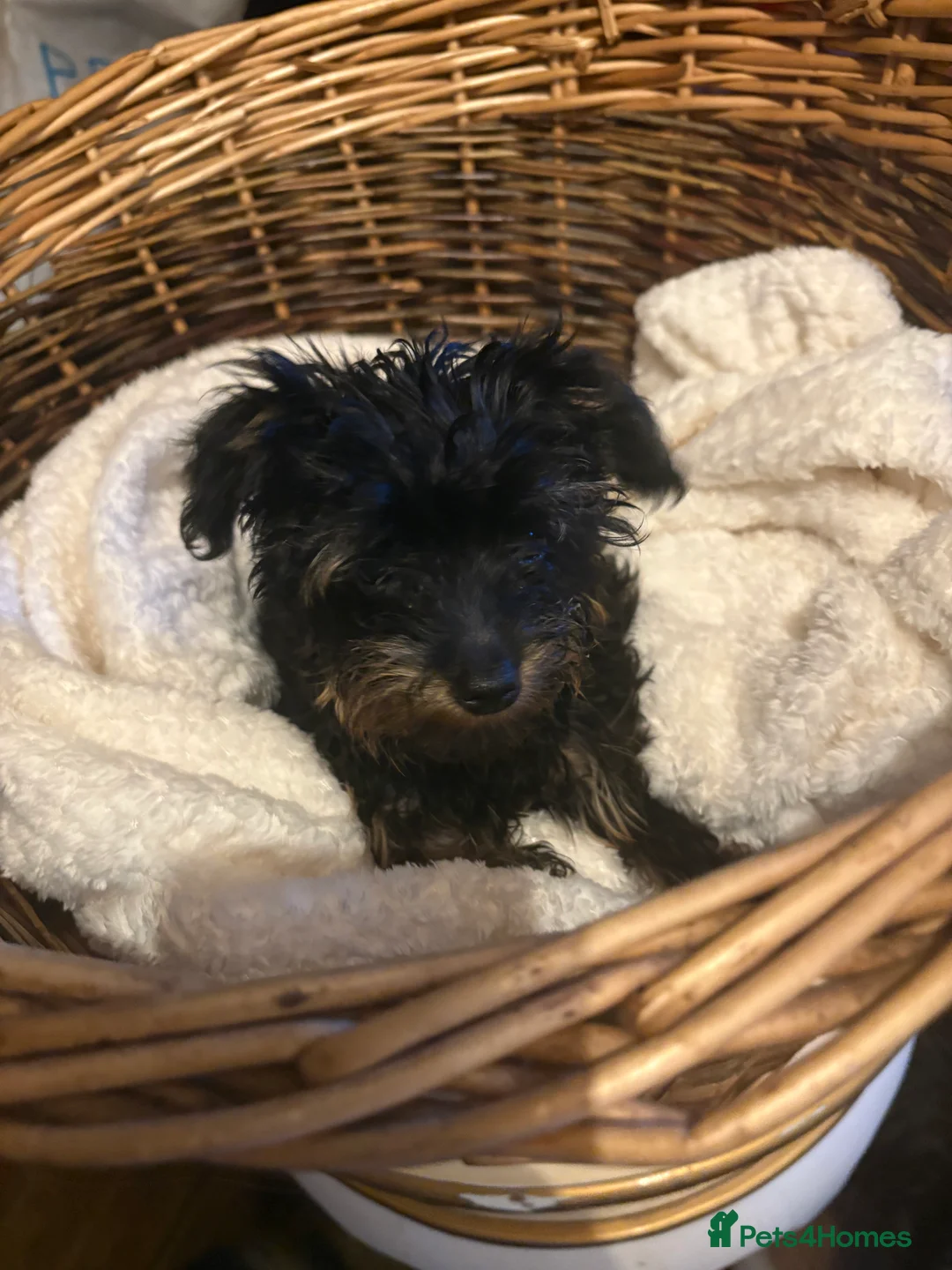 Mixed Breed dogs for sale: Yorkshire terrier x puppies  - Advert 6