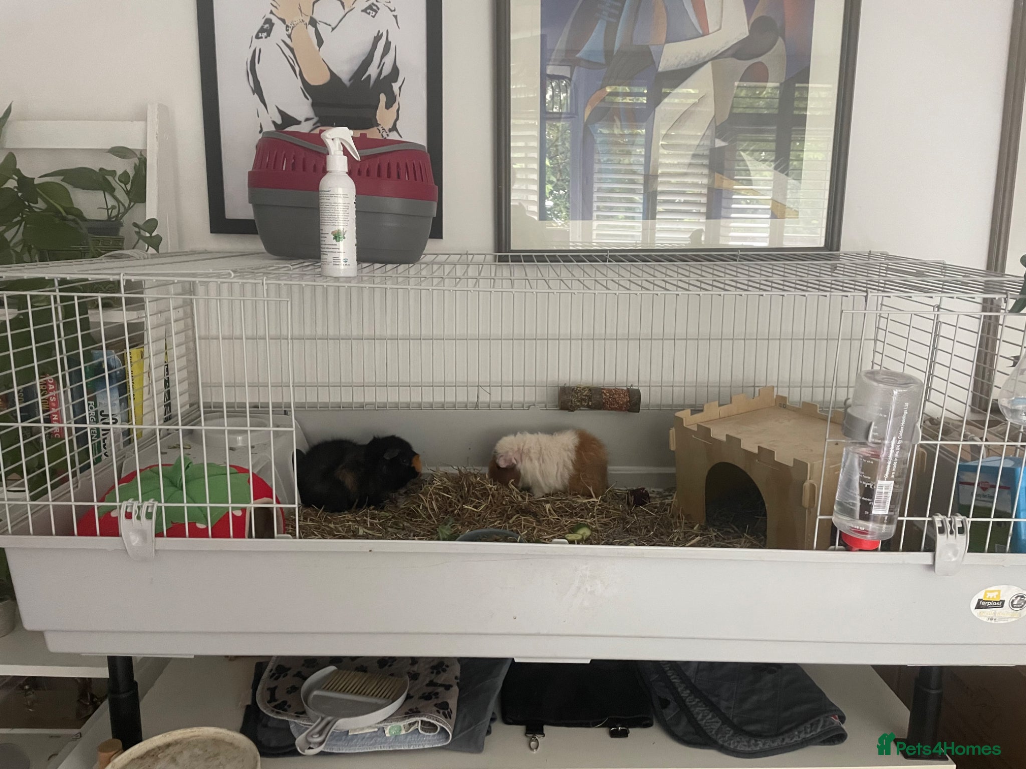 Guinea Pig rodents Two male bonded Guinea pigs - Advert 11