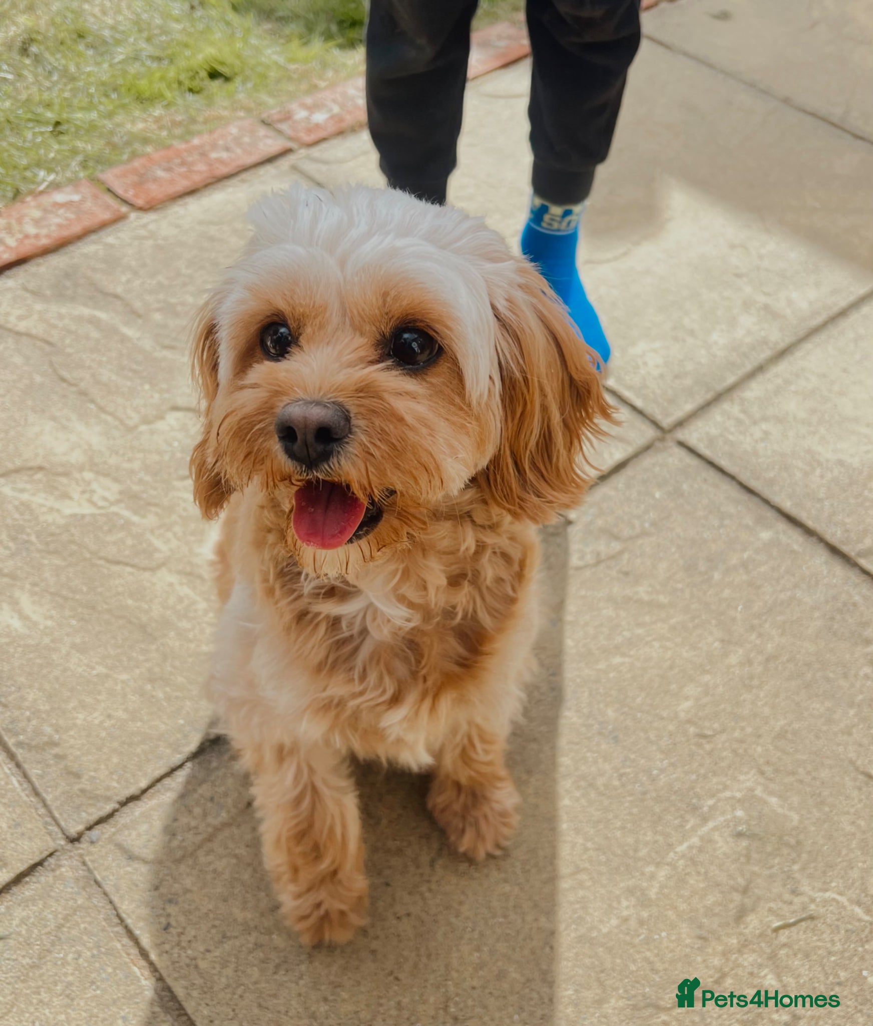 Cavapoo dogs 🐾 Beautiful F1b Cavapoo Puppies 🐾 - Advert 1