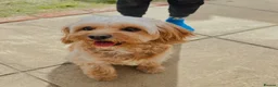 Cavapoo dogs for sale: 🐾 Beautiful F1b Cavapoo Puppies 🐾 in Bognor Regis - Advert 1