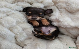 Miniature Dachshund dogs for sale: Miniature dachshunds  - Image 25