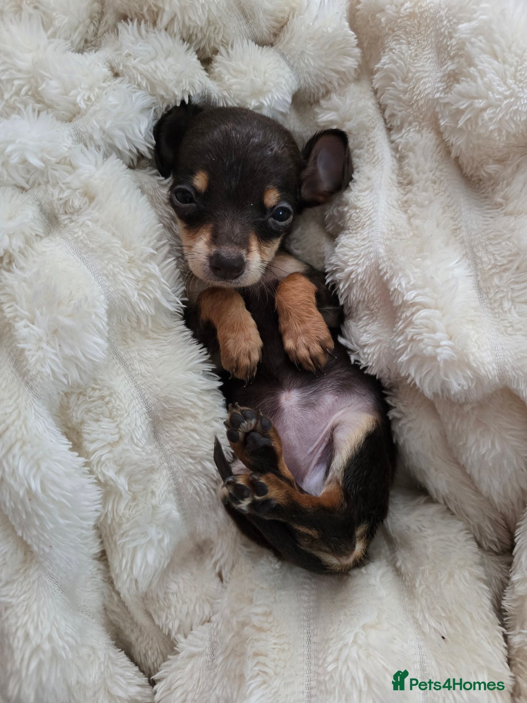 Miniature Dachshund dogs for sale: Miniature dachshunds  - Image 25