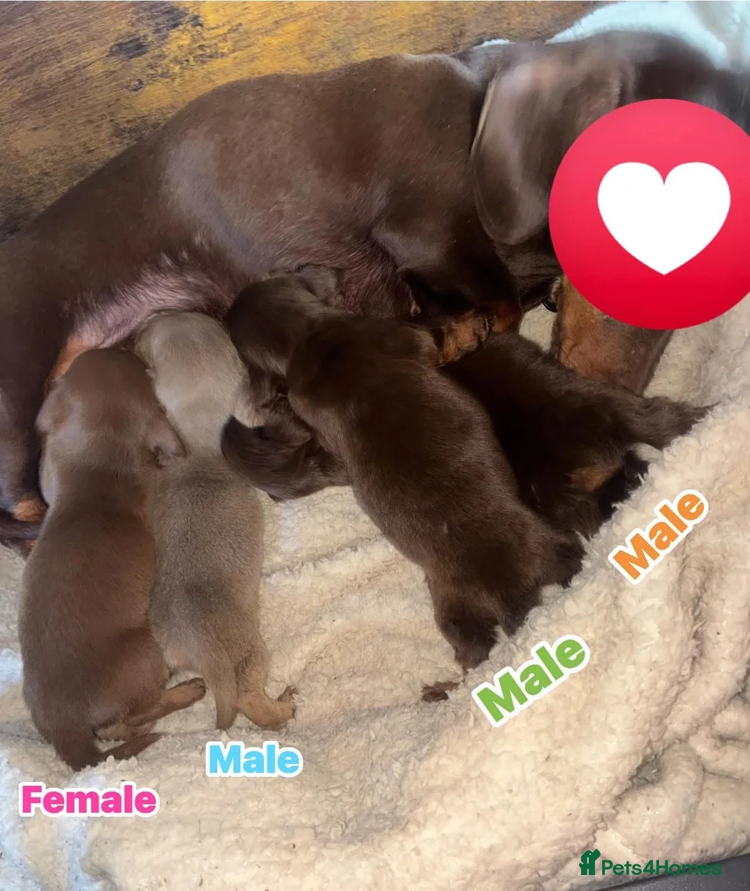 Miniature Dachshund dogs for sale: Miniature dachshund pups long hair & smooth hair  - Advert 9