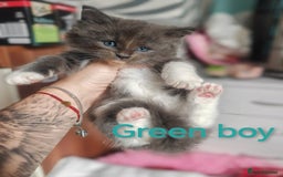 Ragcoon cats for sale: Amazing ragcoon kittens looking for lovely home  - Image 8