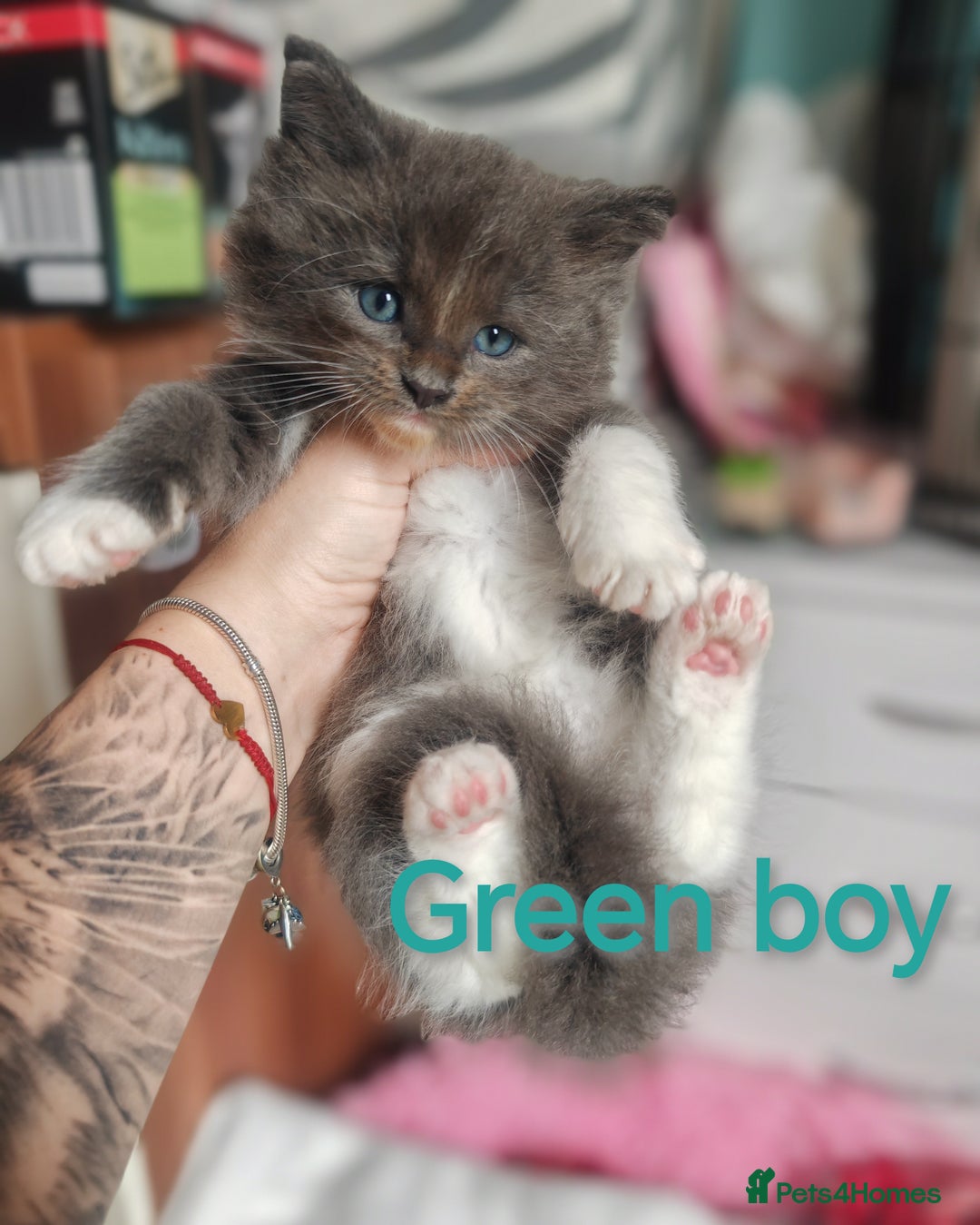 Ragcoon cats for sale: Amazing ragcoon kittens looking for lovely home  - Image 8