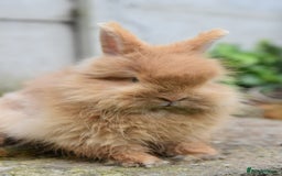 Mixed Breed rabbits for sale: Angora x Lionhead Female Looking For Home  - Image 14