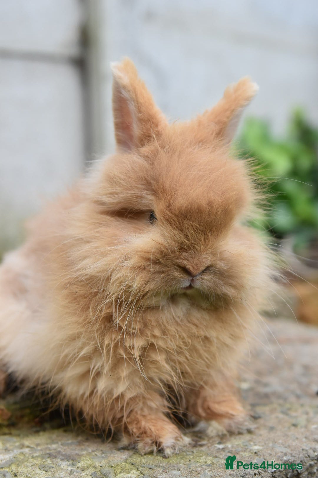 Mixed Breed rabbits for sale: Angora x Lionhead Female Looking For Home  - Image 14