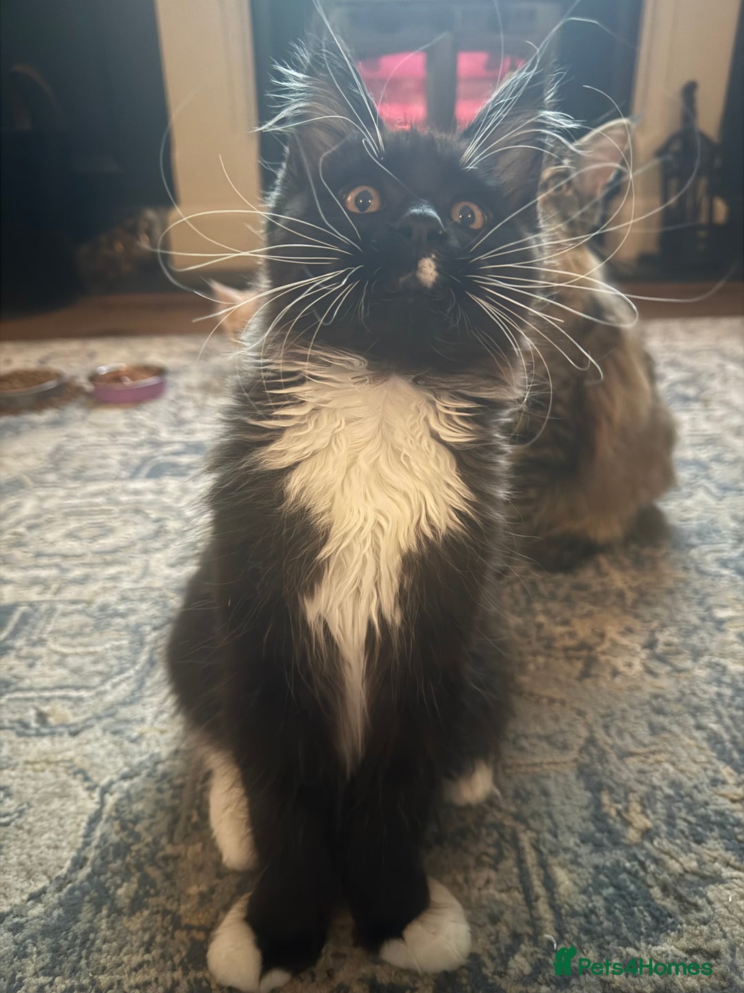 Maine Coon cats for sale: 🐾 last Maine Coon Boy Still Available 🐾 - Advert 12