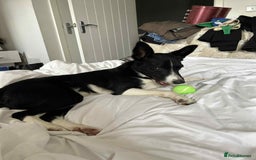 Mixed Breed dogs for sale: Border collie x Staffordshire bull terrier - Advert 2