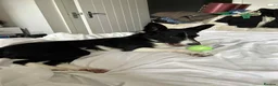 Mixed Breed dogs for sale: Border collie x Staffordshire bull terrier - Advert 2