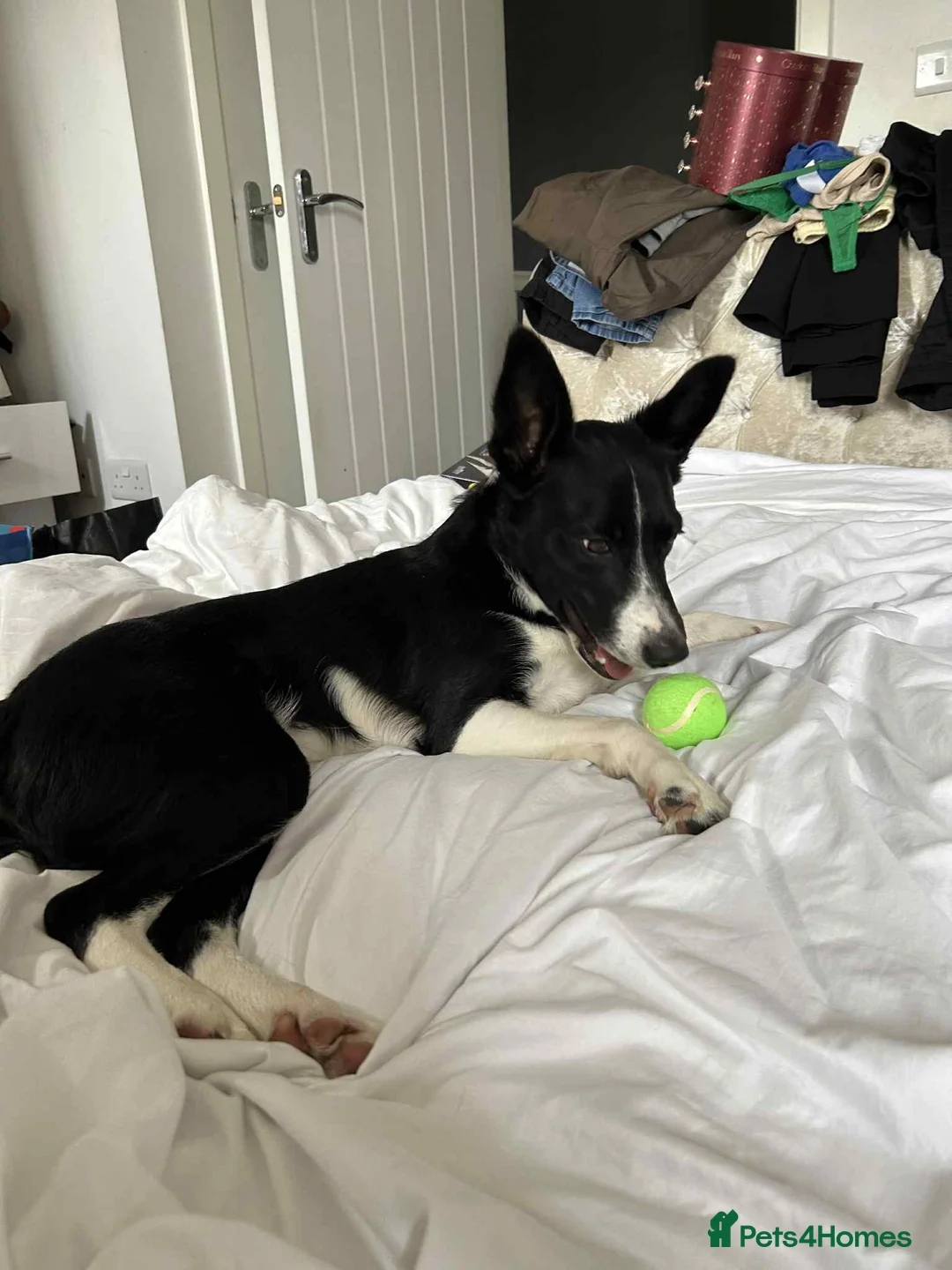 Mixed Breed dogs for sale: Border collie x Staffordshire bull terrier - Advert 2
