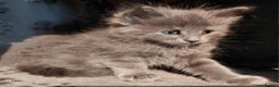 Maine Coon cats for sale: Maine Coon kittens  - Advert 29