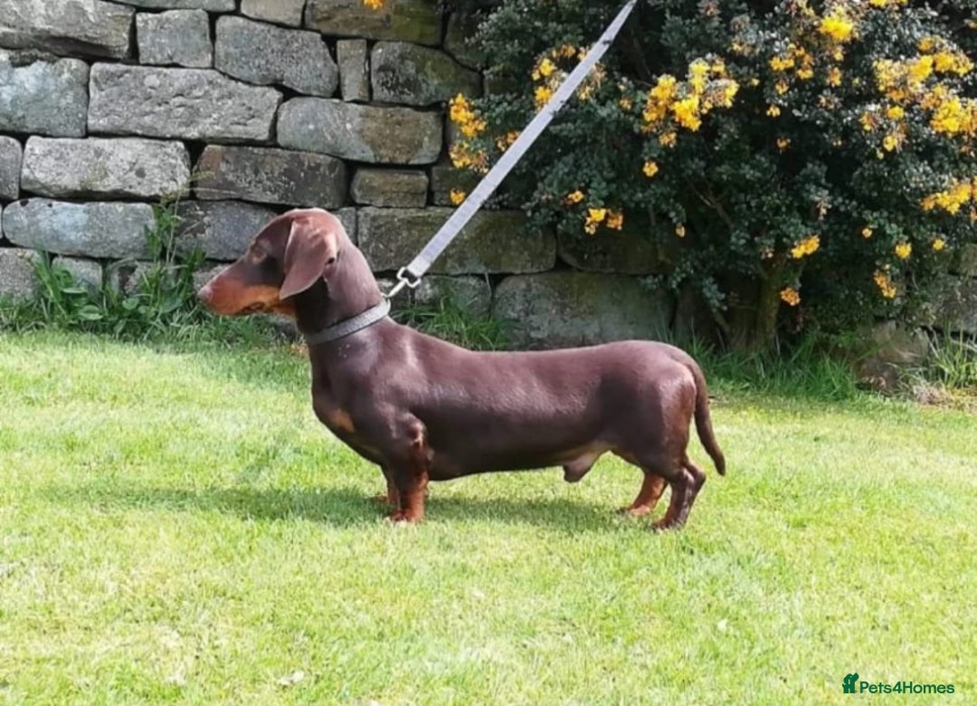 Miniature Dachshund dogs for sale: Kc true miniature dachshund  - Image 14